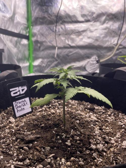 Grow #2. Week 3