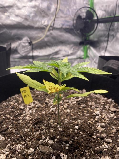 Grow #2. Week 3