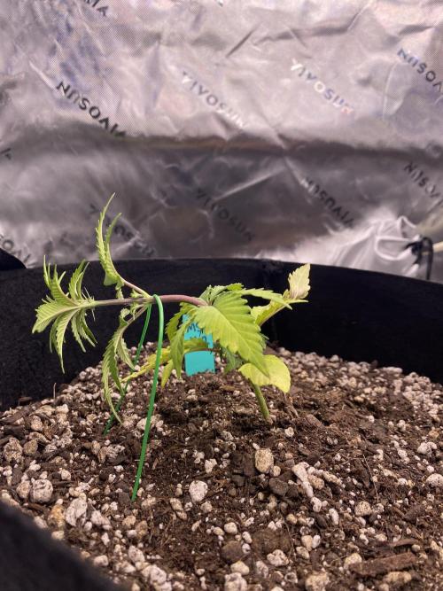 Grow #2. Week 4