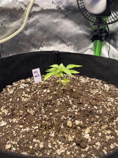 Grow #2. Week 4