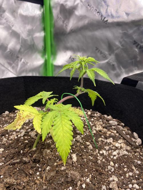 Grow #2. Week 4