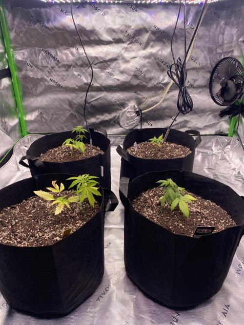 Grow #2. Week 4
