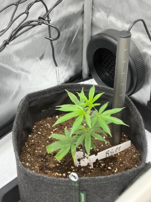 RS11 & Super Buff Cherry #26. Week 1 - RS11 - Original DEO Farm’s x Wizard Trees Cut