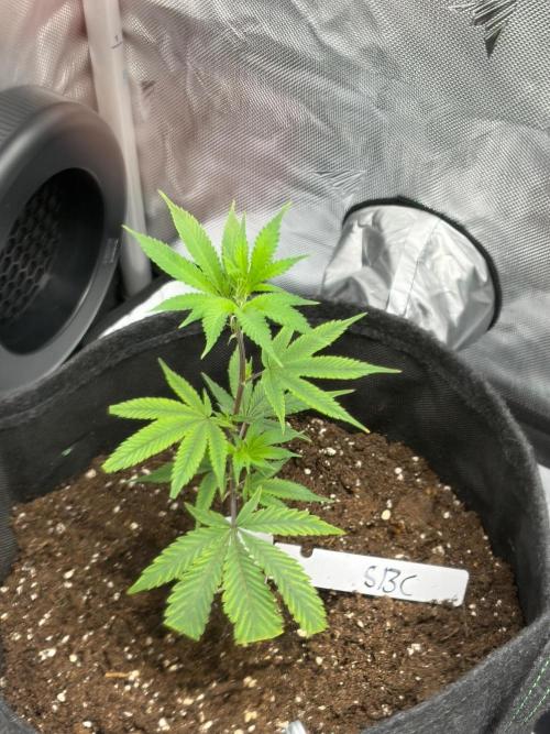 RS11 & Super Buff Cherry #26. Week 1 - Super Buff Cherry #26 - GMLS - Breeder Cut