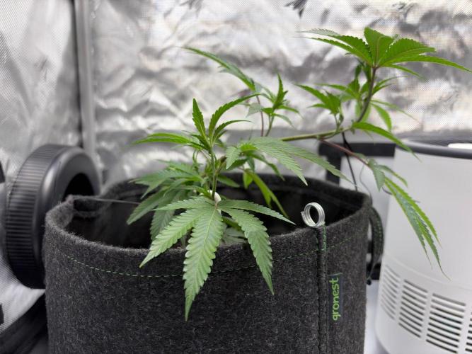 RS11 & Super Buff Cherry #26. Week 2