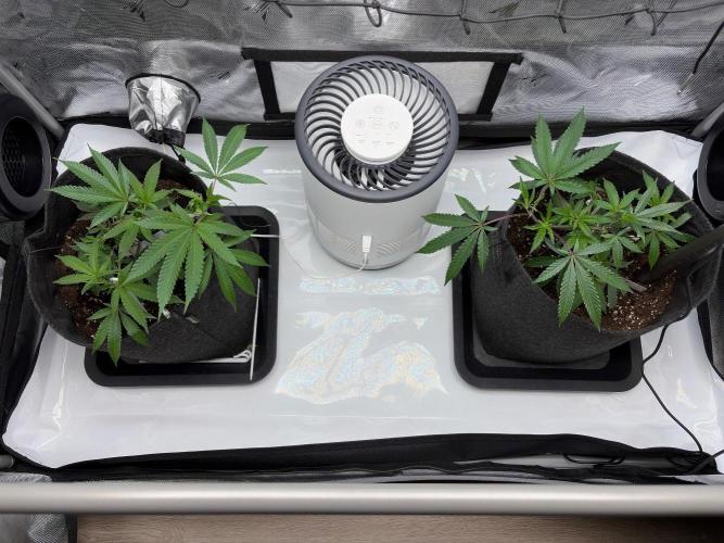 RS11 & Super Buff Cherry #26. Week 2