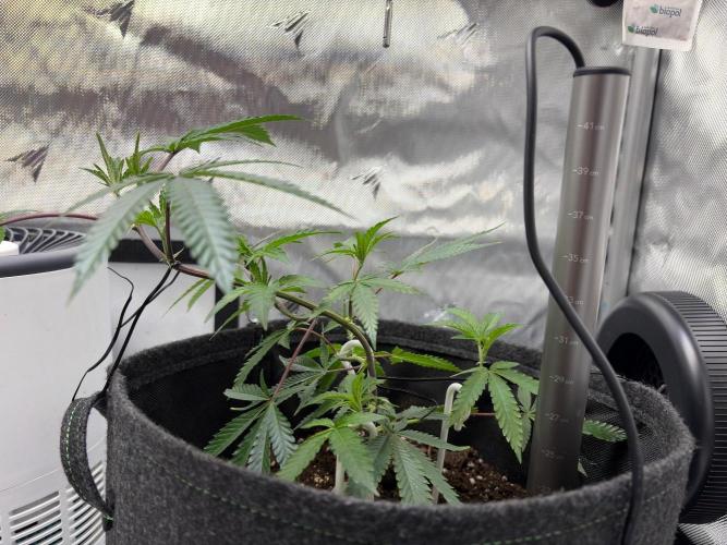RS11 & Super Buff Cherry #26. Week 2