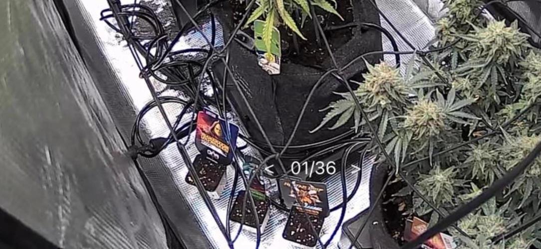 Zamnesia x Tical - Nectardrip. Week 0 - Die 3 Limited Sorten Photos erstmal vorziehen im laufenden Run 😉