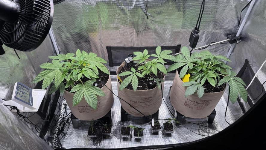 Zamnesia x Tical - Nectardrip. Week 3