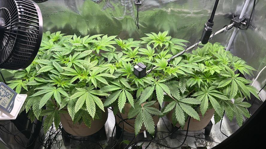 Zamnesia x Tical - Nectardrip. Week 4