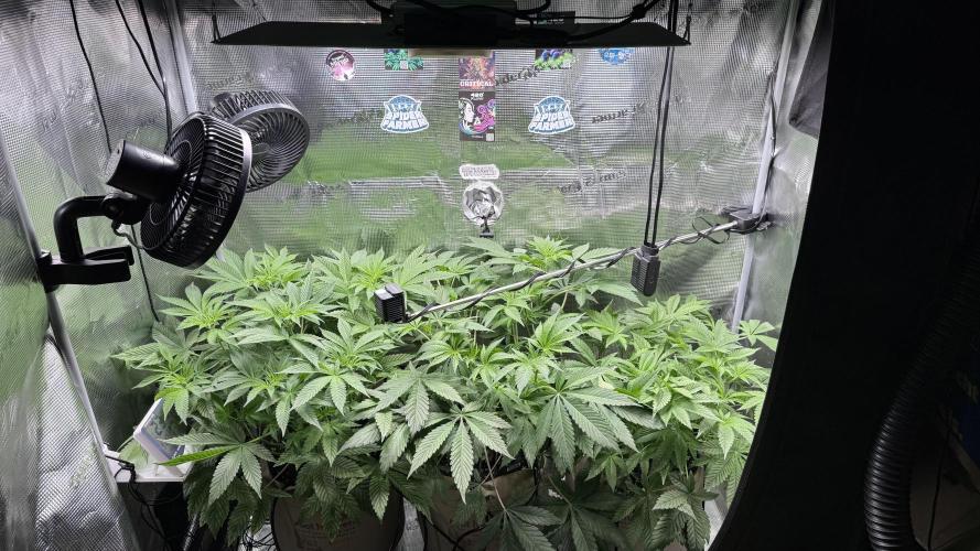 Zamnesia x Tical - Nectardrip. Week 5