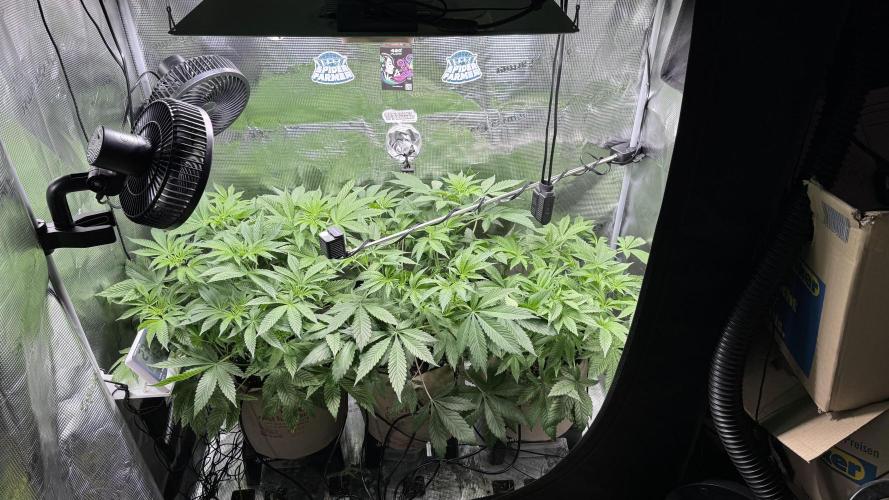 Zamnesia x Tical - Nectardrip. Week 5