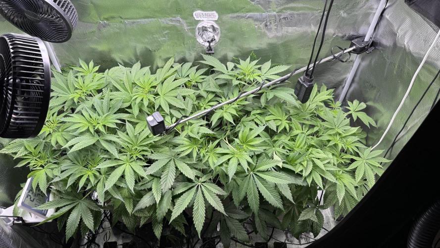 Zamnesia x Tical - Nectardrip. Week 5