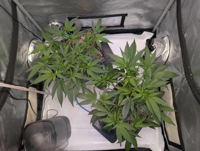 Cloudlab 733 Advance Grow Tent 3x3 (36 x 36 x 72). Week 3