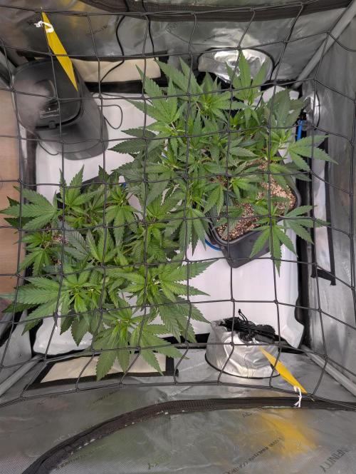 Cloudlab 733 Advance Grow Tent 3x3 (36 x 36 x 72). Week 4