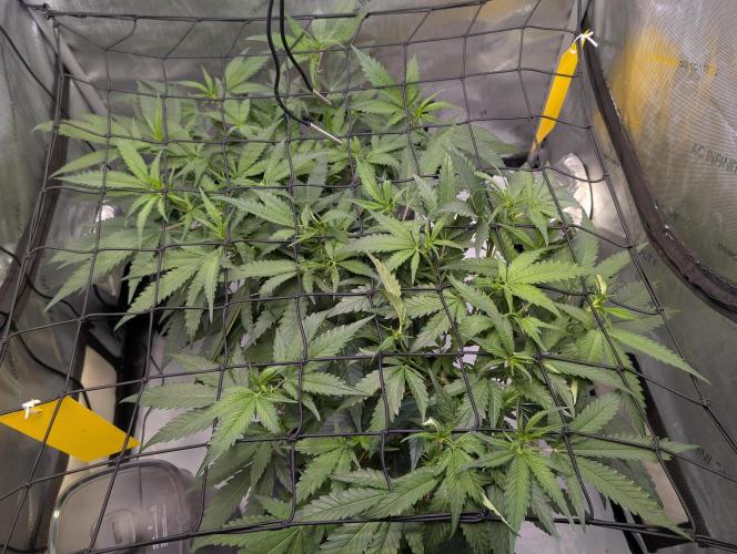 Cloudlab 733 Advance Grow Tent 3x3 (36 x 36 x 72). Week 4