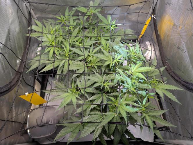 Cloudlab 733 Advance Grow Tent 3x3 (36 x 36 x 72). Week 4
