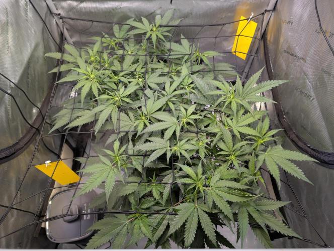 Cloudlab 733 Advance Grow Tent 3x3 (36 x 36 x 72). Week 5