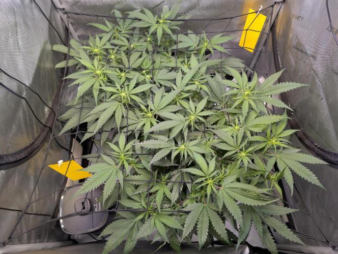 Cloudlab 733 Advance Grow Tent 3x3 (36 x 36 x 72). Week 5