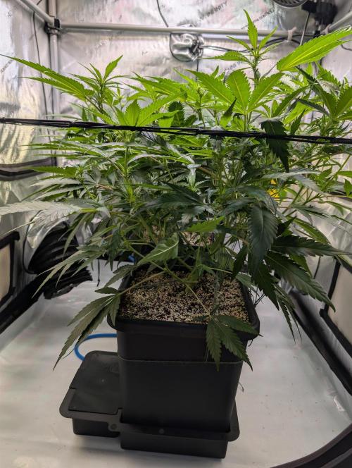 Cloudlab 733 Advance Grow Tent 3x3 (36 x 36 x 72). Week 5