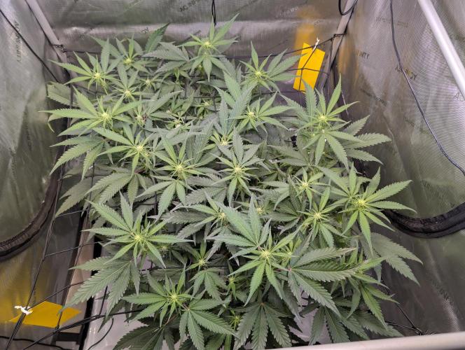 Cloudlab 733 Advance Grow Tent 3x3 (36 x 36 x 72). Week 5