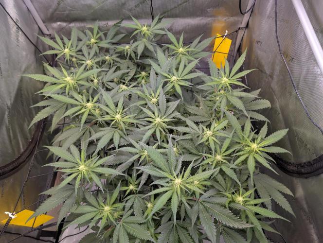 Cloudlab 733 Advance Grow Tent 3x3 (36 x 36 x 72). Week 5