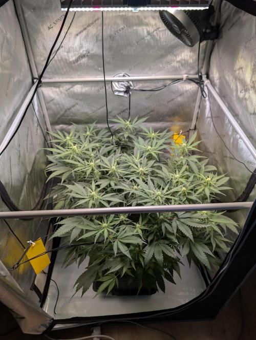 Cloudlab 733 Advance Grow Tent 3x3 (36 x 36 x 72). Week 6