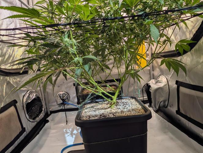 Cloudlab 733 Advance Grow Tent 3x3 (36 x 36 x 72). Week 6