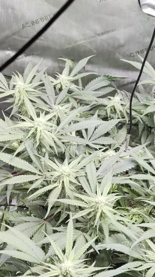 Cloudlab 733 Advance Grow Tent 3x3 (36 x 36 x 72). Week 6