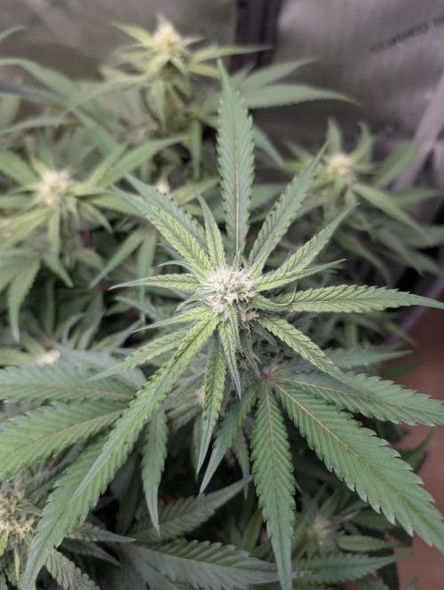 Cloudlab 733 Advance Grow Tent 3x3 (36 x 36 x 72). Week 7