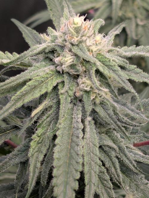 Cloudlab 733 Advance Grow Tent 3x3 (36 x 36 x 72). Week 8