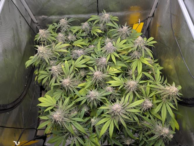 Cloudlab 733 Advance Grow Tent 3x3 (36 x 36 x 72). Week 10
