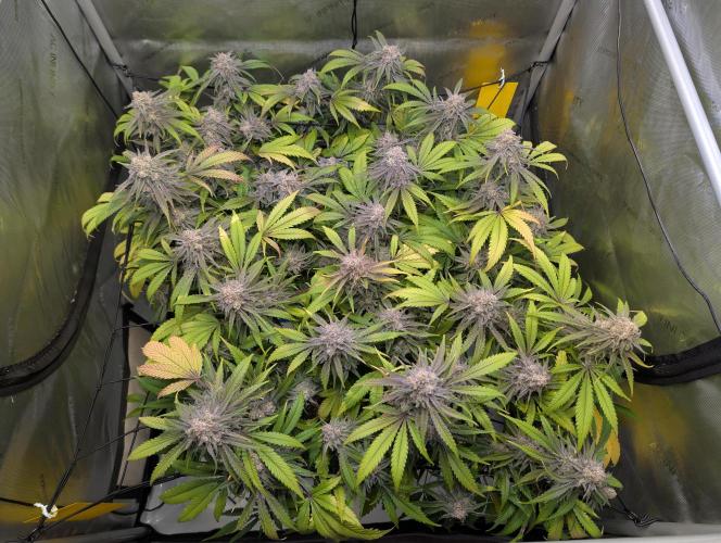 Cloudlab 733 Advance Grow Tent 3x3 (36 x 36 x 72). Week 11