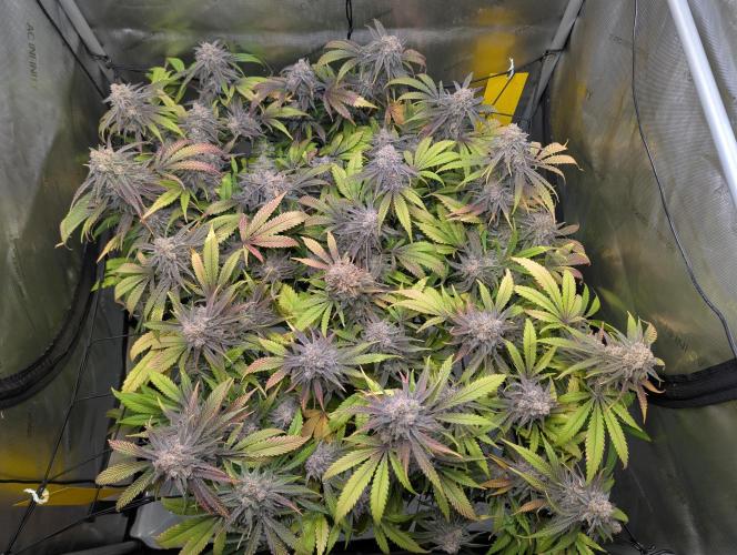 Cloudlab 733 Advance Grow Tent 3x3 (36 x 36 x 72). Week 11