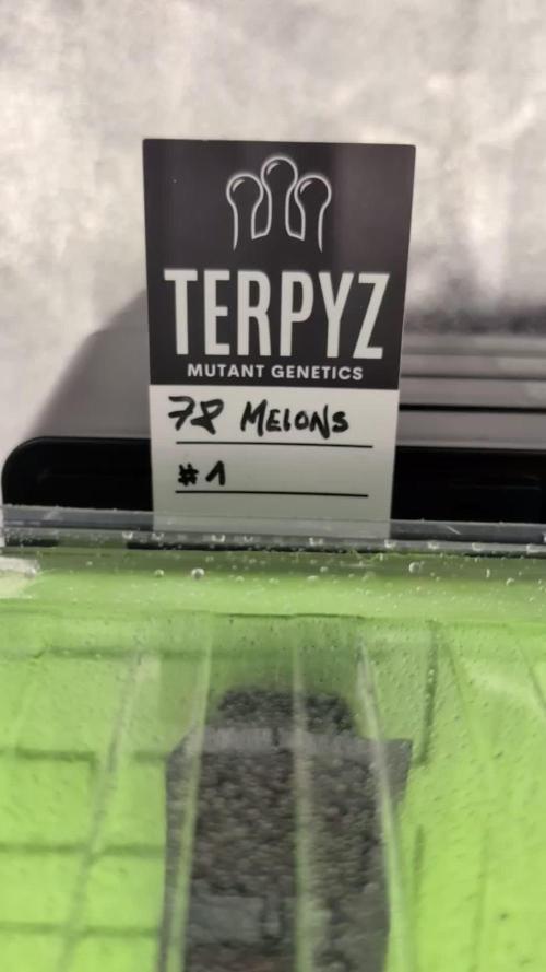 78 Melons & FantaZy