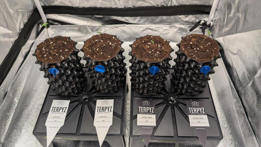 78 Melons & FantaZy. Week 1 - FantaZy & 78 Melons