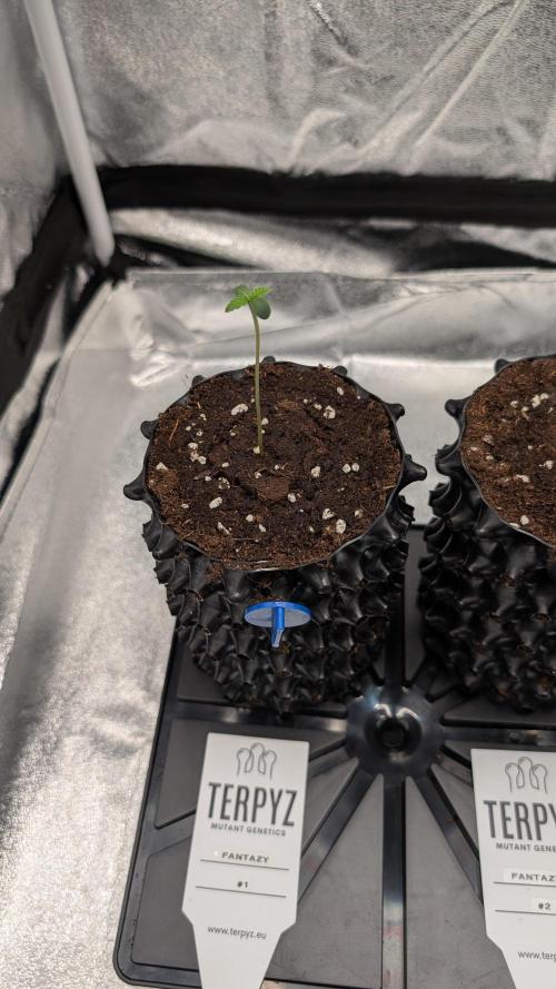 78 Melons & FantaZy. Week 1 - FantaZy #1