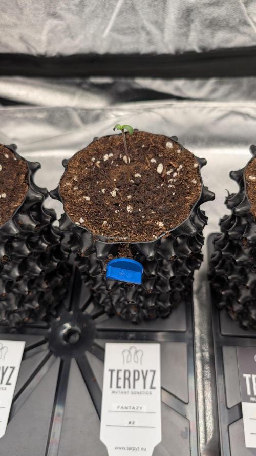 78 Melons & FantaZy. Week 1 - FantaZy #2