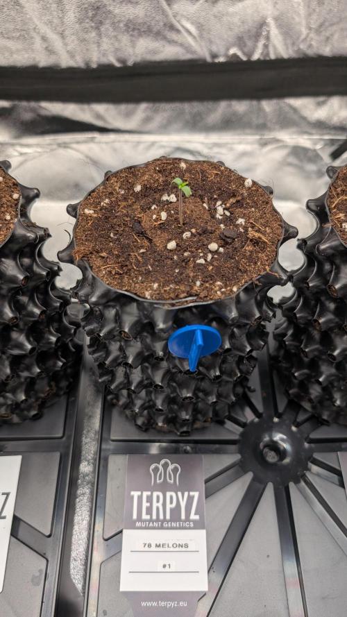 78 Melons & FantaZy. Week 1 - 78 Melons #1