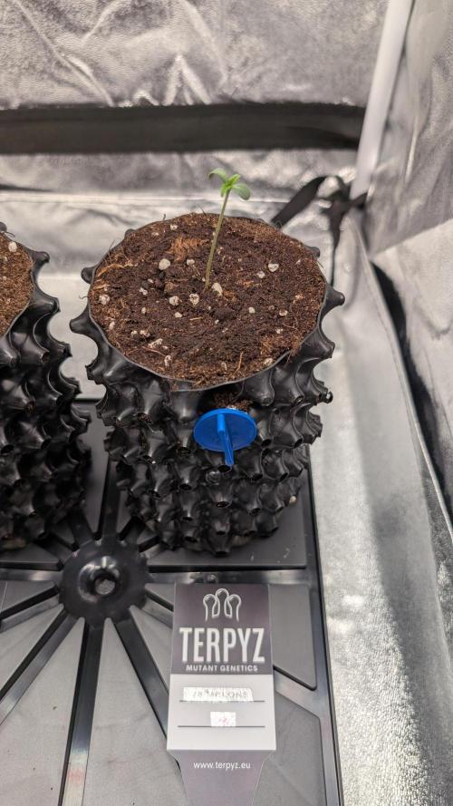 78 Melons & FantaZy. Week 1 - 78 Melons #2