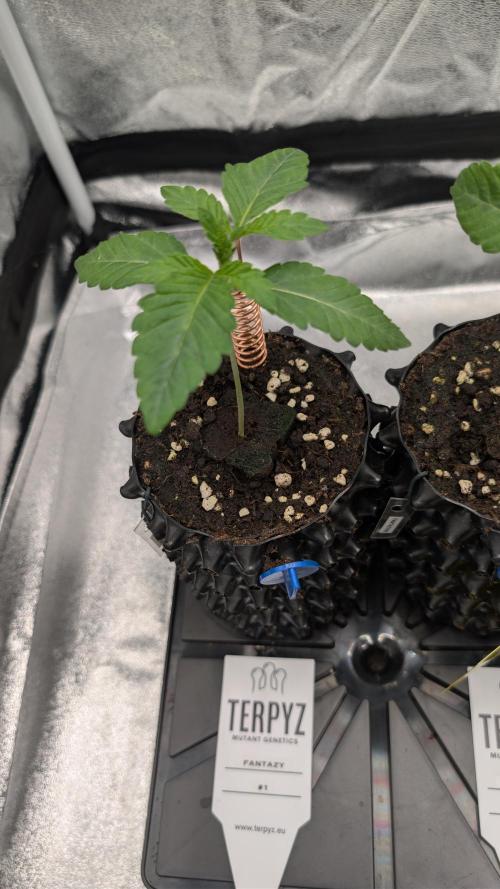 78 Melons & FantaZy. Week 2 - FantaZy #1