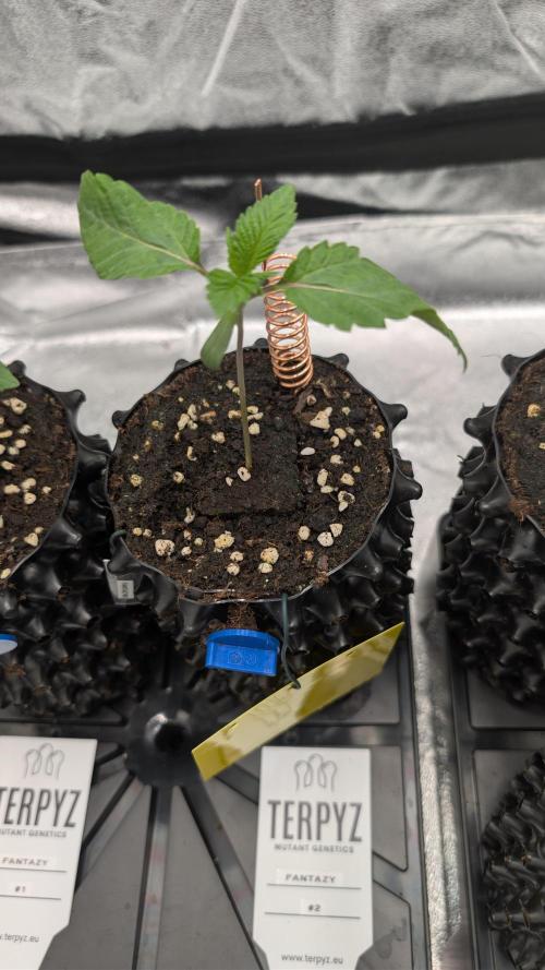 78 Melons & FantaZy. Week 2 - FantaZy #2