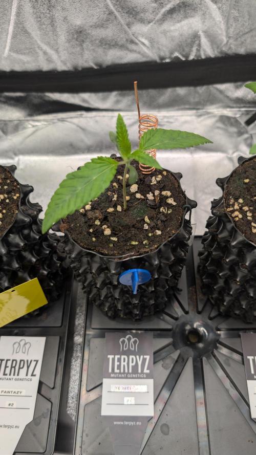 78 Melons & FantaZy. Week 2 - 78Melons #1