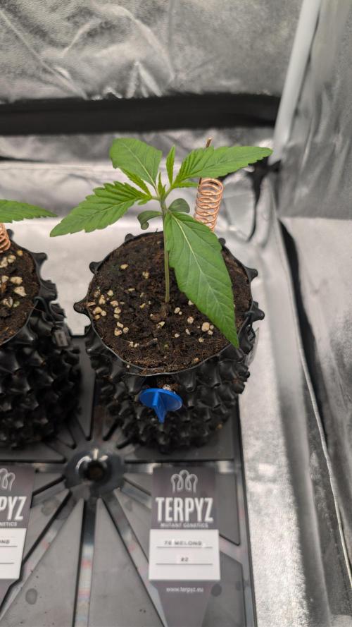 78 Melons & FantaZy. Week 2 - 78Melons #2