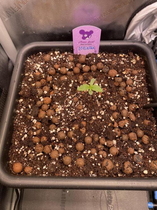 Two Lobsters One Tent. Week 0 - Lobzter