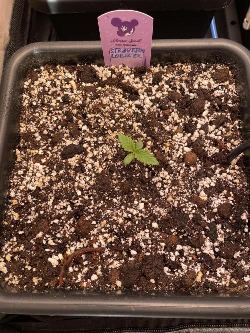 Two Lobsters One Tent. Week 0 - Strawberry Lobster