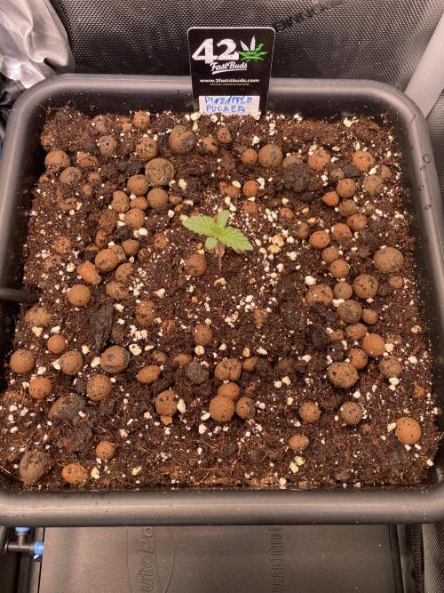 The Devil and his Drink. Week 0 - Pineapple Pucker