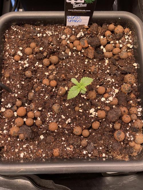 The Devil and his Drink. Week 0 - Dantes Inferno