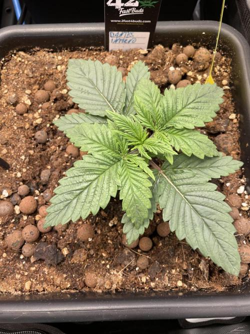 The Devil and his Drink. Week 1 - Dantes Inferno