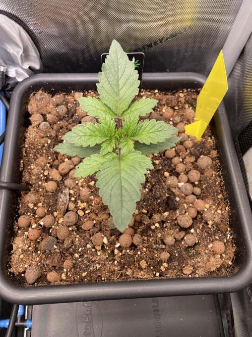 The Devil and his Drink. Week 1 - Pineapple Pucker